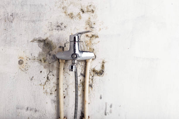 Best Black Mold Removal  in Pomona, CA