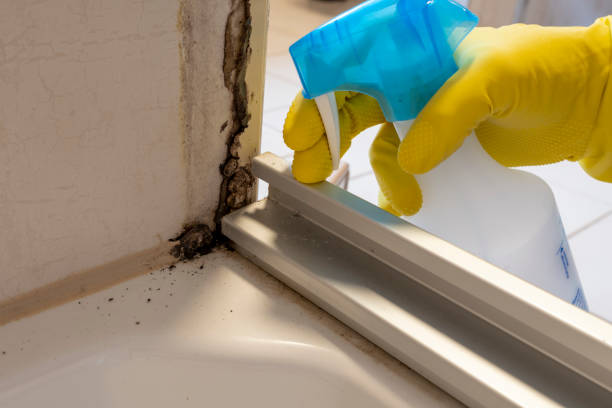 Best Mold Damage Repair  in Pomona, CA