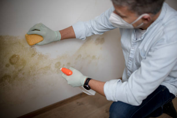 Best Professional Mold Removal  in Pomona, CA
