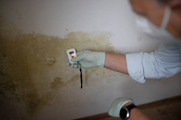 Best Fast Mold Removal  in Pomona, CA