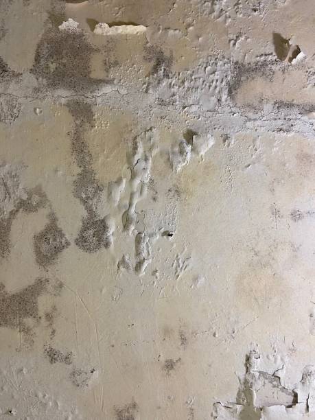 Best Toxic Mold Removal  in Pomona, CA