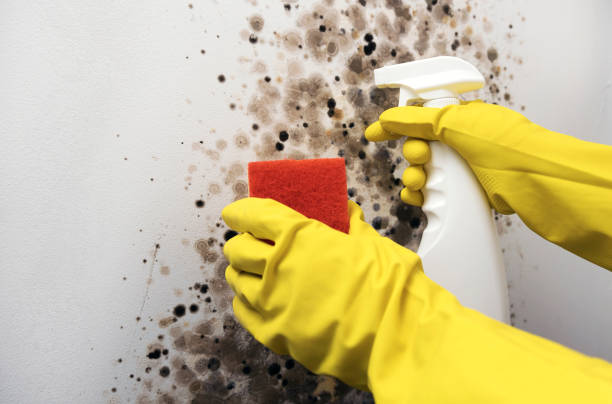 Certified Mold Removal in Pomona, CA