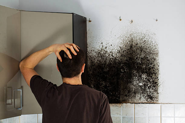 Best Toxic Mold Removal  in Pomona, CA