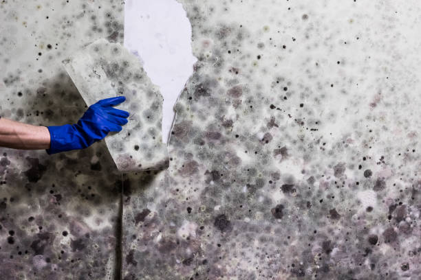 Best Mold Remediation  in Pomona, CA
