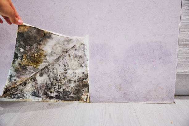 Office Mold Removal Services in Pomona, CA